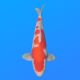 Koï Japon Kohaku mâle éleveur Himitsu 45cm