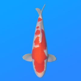 Koï Japon Kohaku mâle éleveur Himitsu 45cm