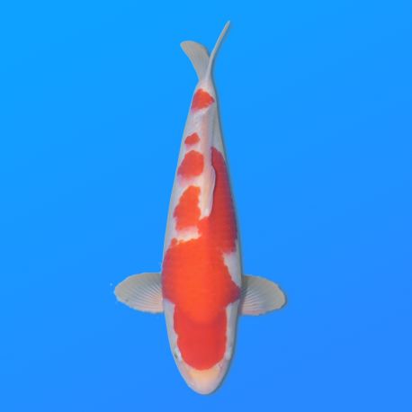 Koï Japon Kohaku mâle éleveur Himitsu 45cm