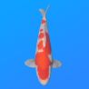 Koï Japon Kohaku mâle éleveur Himitsu 45cm