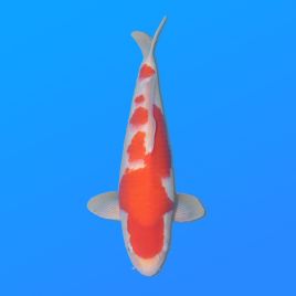 Koï Japon Kohaku mâle éleveur Himitsu 45cm