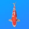 Koï Japon Kohaku mâle éleveur Himitsu 45cm