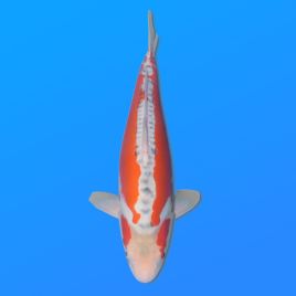 Koï Japon Shusui femelle éleveur Miyatora 43cm