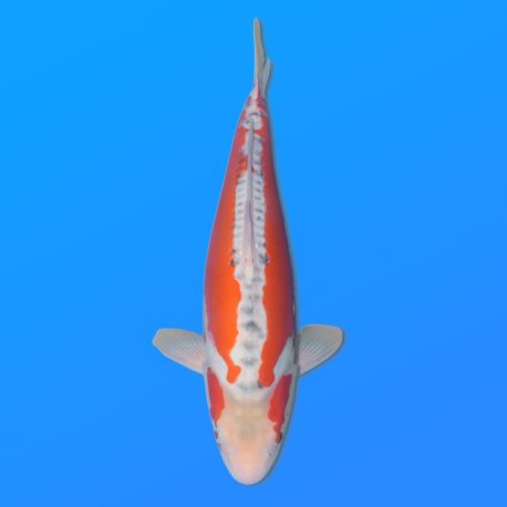 Koï Japon Shusui femelle éleveur Miyatora 43cm