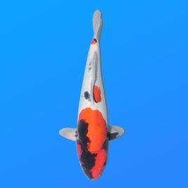 Koï Japon Doitsu Showa mâle éleveur Miyatora 43cm