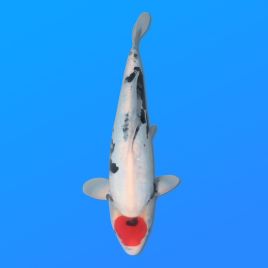 Koï Japon Doitsu Tancho Showa femelle éleveur Miyatora 43cm