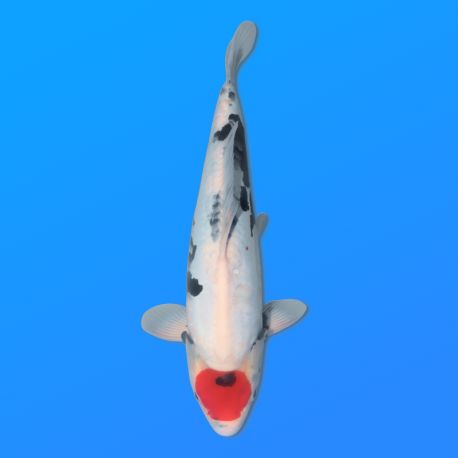 Koï Japon Doitsu Tancho Showa femelle éleveur Miyatora 43cm