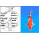 Koï Japon Kohaku femelle éleveur Himitsu 46cm