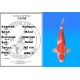 Koï Japon Kohaku mâle éleveur Himitsu 45cm