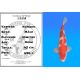 Koï Japon Kohaku mâle éleveur Himitsu 45cm