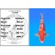 Koï Japon Kohaku mâle éleveur Himitsu 45cm