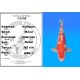 Koï Japon Kohaku mâle éleveur Himitsu 45cm
