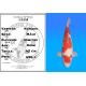Koï Japon Kohaku mâle éleveur Himitsu 45cm