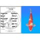 Koï Japon Kohaku mâle éleveur Himitsu 45cm