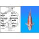 Koï Japon Shusui femelle éleveur Miyatora 43cm