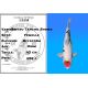 Koï Japon Doitsu Tancho Showa femelle éleveur Miyatora 43cm