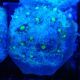 Bouture Mycedium 'Smurfette'