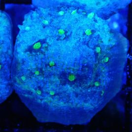 Bouture Mycedium 'Smurfette'