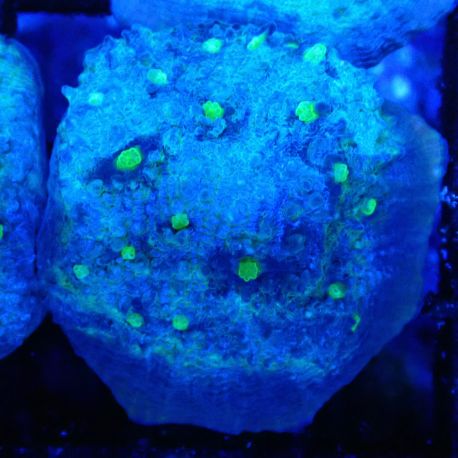 Bouture Mycedium 'Smurfette'