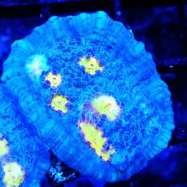 Bouture Mycedium Volcano island