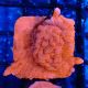 Bouture Montipora Setosa 