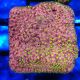 Bouture Stylocoeniella 'Crack of Down'