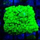 Bouture Astreopora 'Lime Time'