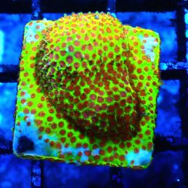 Bouture Stylocoeniella ' Burning Banane'
