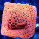 Bouture Montipora 'Dragon ferik'