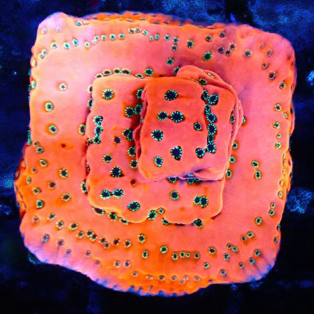Bouture Montipora 'Dragon ferik'