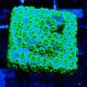 Bouture Cyphastrea 'Minefield's'