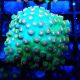 Bouture Cyphastrea 'Jingle bells'