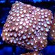 Bouture Cyphastrea 'Moon Rook'