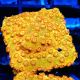 Bouture Cyphastrea 'Sunkist'