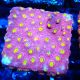 Bouture Cyphastrea 'Bling Bling'