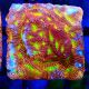 Bouture Leptoseris Jack o Lantern