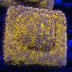 Bouture Lithoplyllon Gold