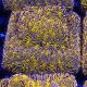 Bouture Lithoplyllon Gold