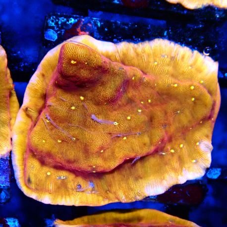 Bouture Leptoseris 'Sun Gold'