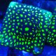 Bouture Psammocora 'Glow worm'