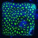 Bouture Psammocora 'Glow worm'