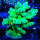 Bouture Acropora austera Yellow 