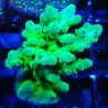 Bouture Acropora austera Yellow