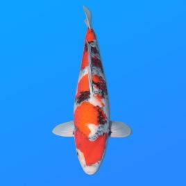 Koï Japon Showa femelle éleveur Ooya 52cm