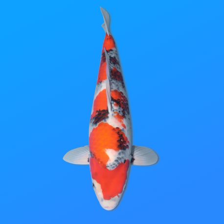 Koï Japon Showa femelle éleveur Ooya 52cm
