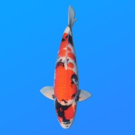 Koï Japon Showa mâle éleveur Ooya 55cm