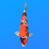 Koï Japon Showa mâle éleveur Ooya 55cm