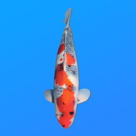 Koï Japon Showa mâle éleveur Ooya 51cm