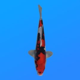 Koï Japon Beni Kumon éleveur Kawakami 33-41cm