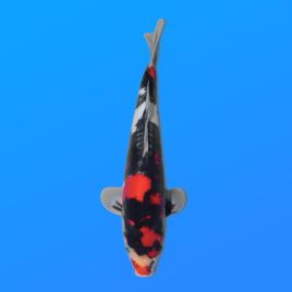 Koï Japon Beni Kumon éleveur Kawakami 33-41cm